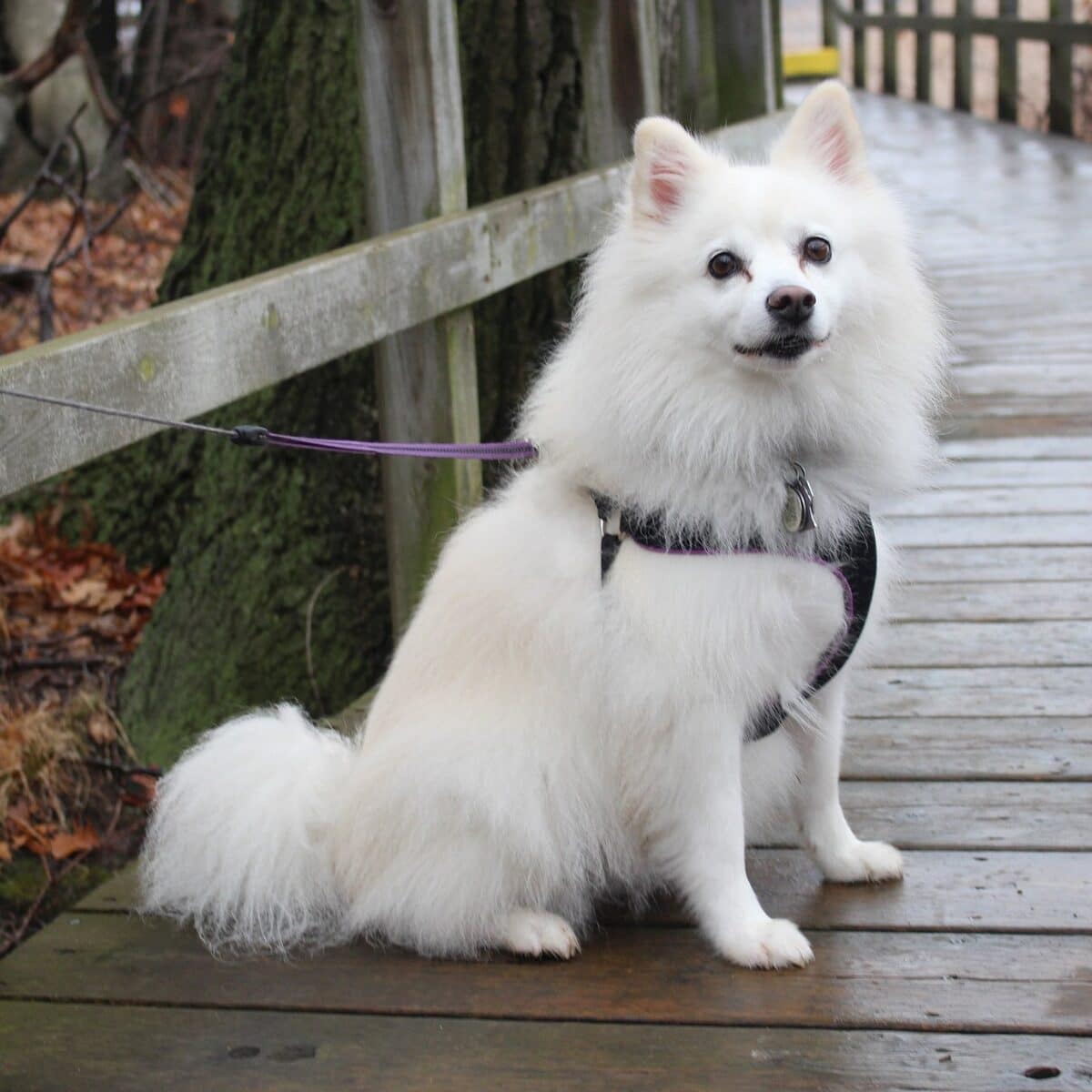 American Eskimo - Dog of the Day Fun Fact