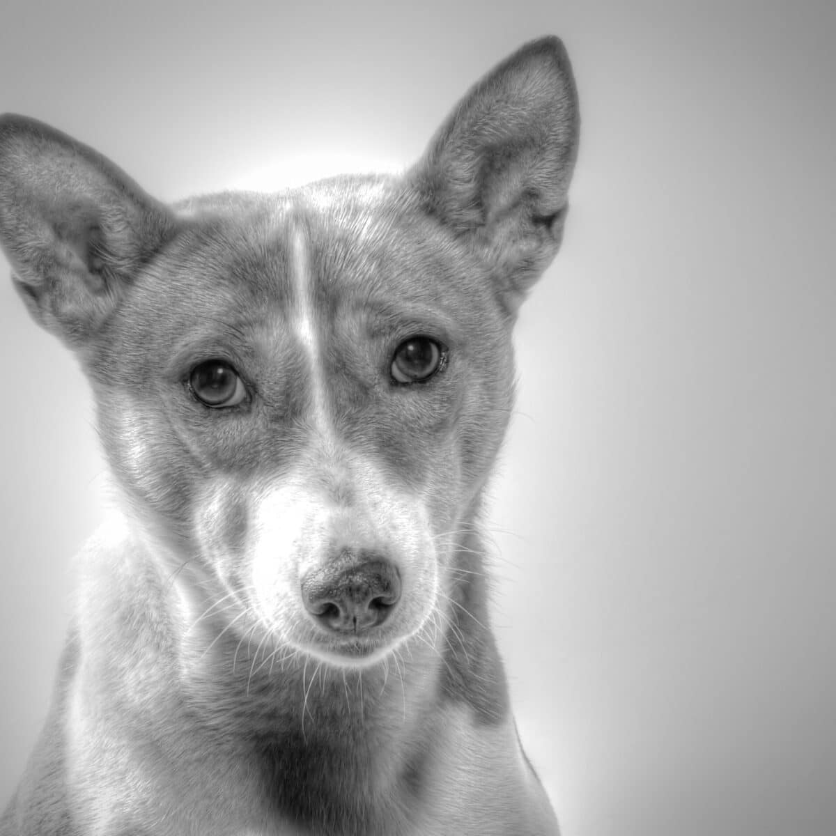 Basenji - Dog of the Day Fun Fact
