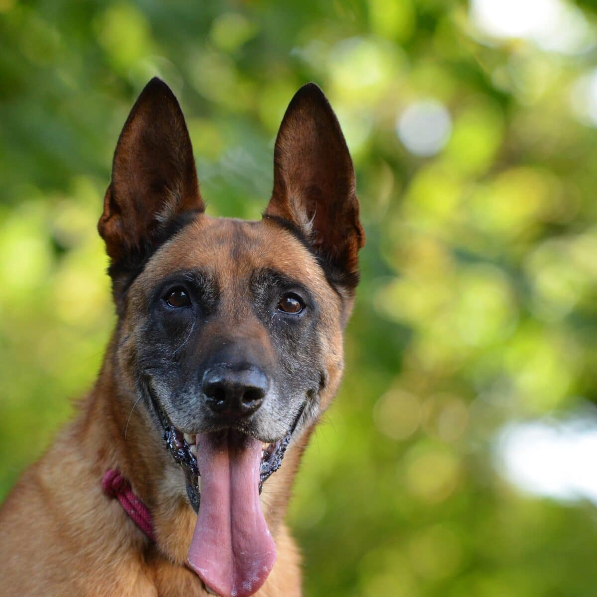 Belgian Malinois - Dog of the Day Fun Fact