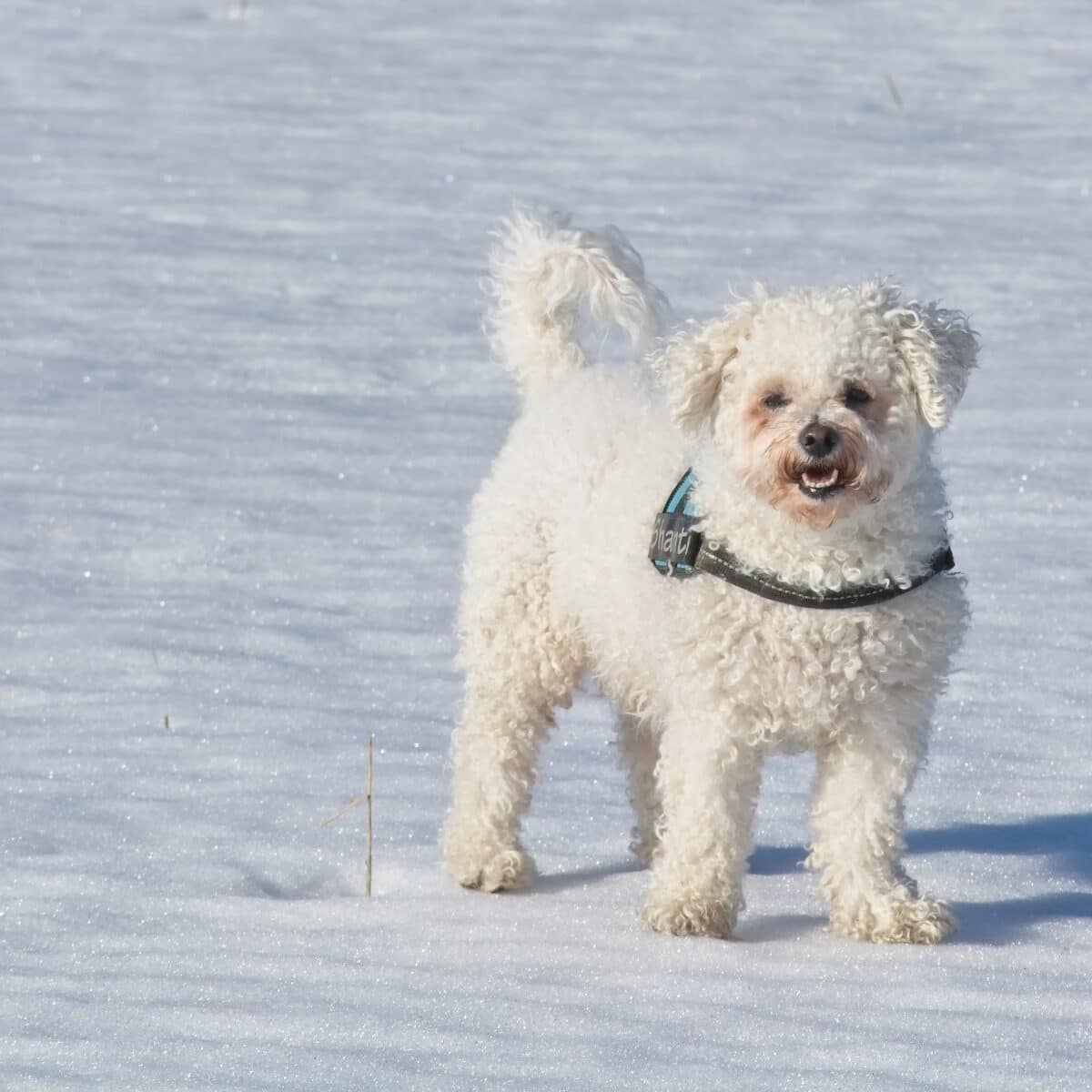 Bichon Frise Dog