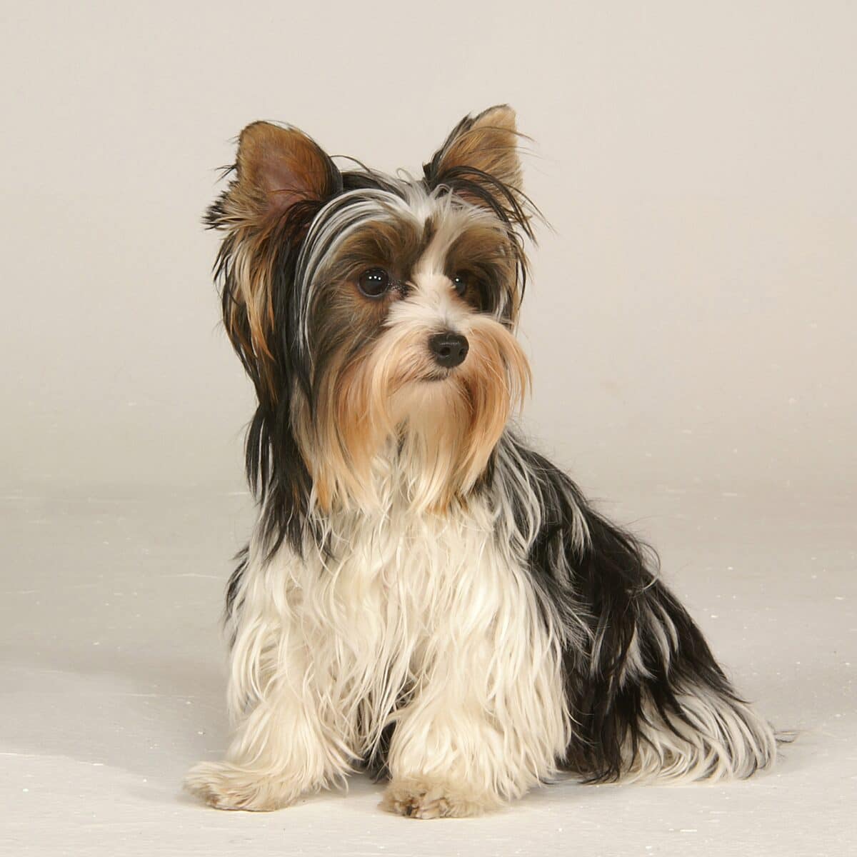 Biewer Terriers - Dog of the Day Fun Fact
