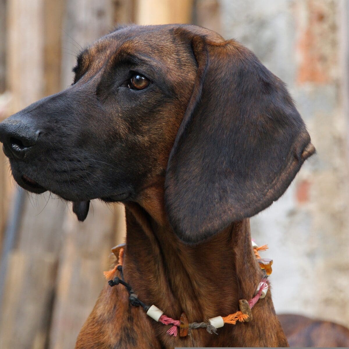 Bloodhound Dog