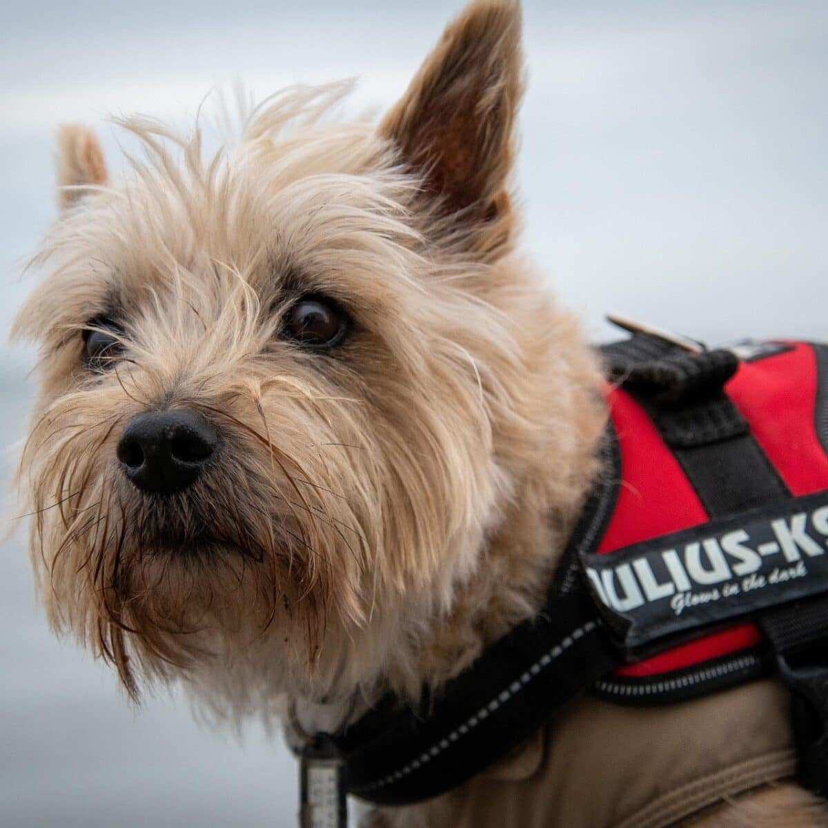 Cairn Terrier - Dog of the Day Fun Fact