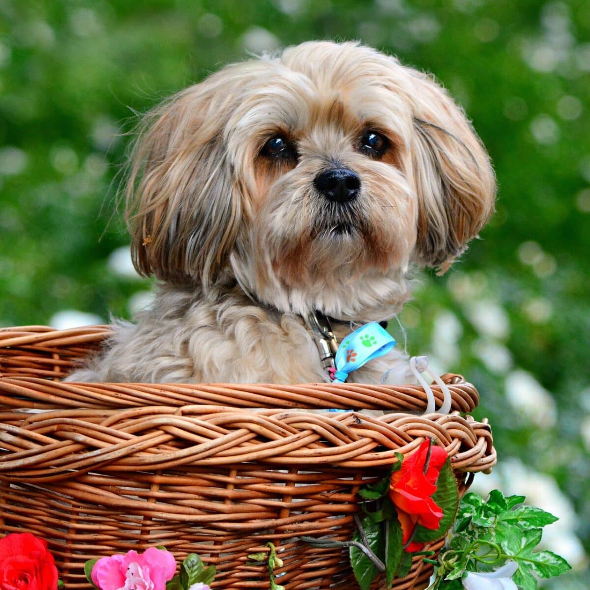 Lhasa Apsos - Dog of the Day Fun Fact