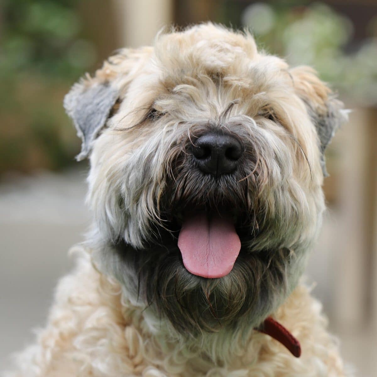 Soft Coated Wheaten Terrier - Dog of the Day Fun Fact