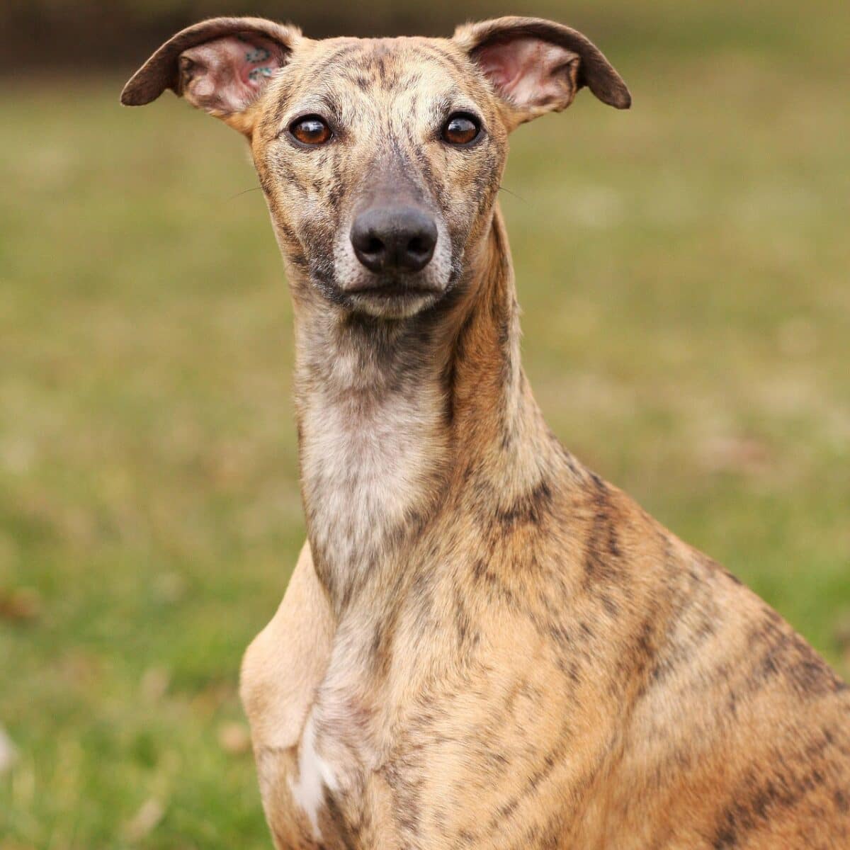 Whippet - Dog of the Day Fun Fact