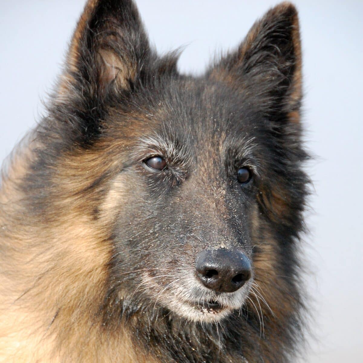 Belgian Tervuren