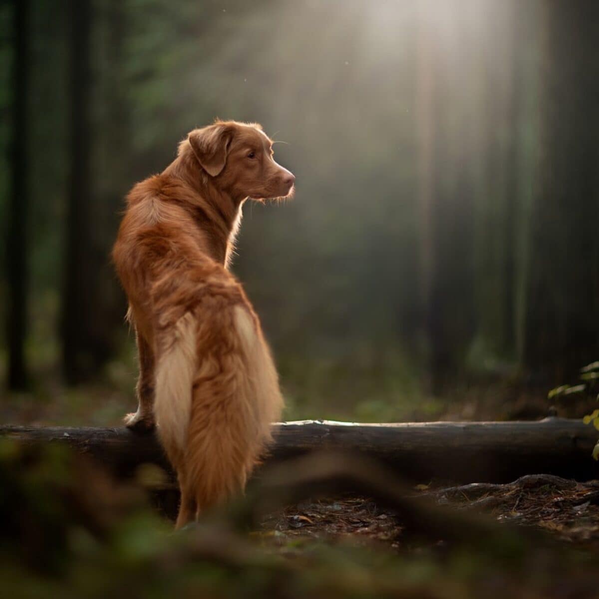 Nova Scotia Duck Tolling Retriever - Dog of the Day Fun Fact