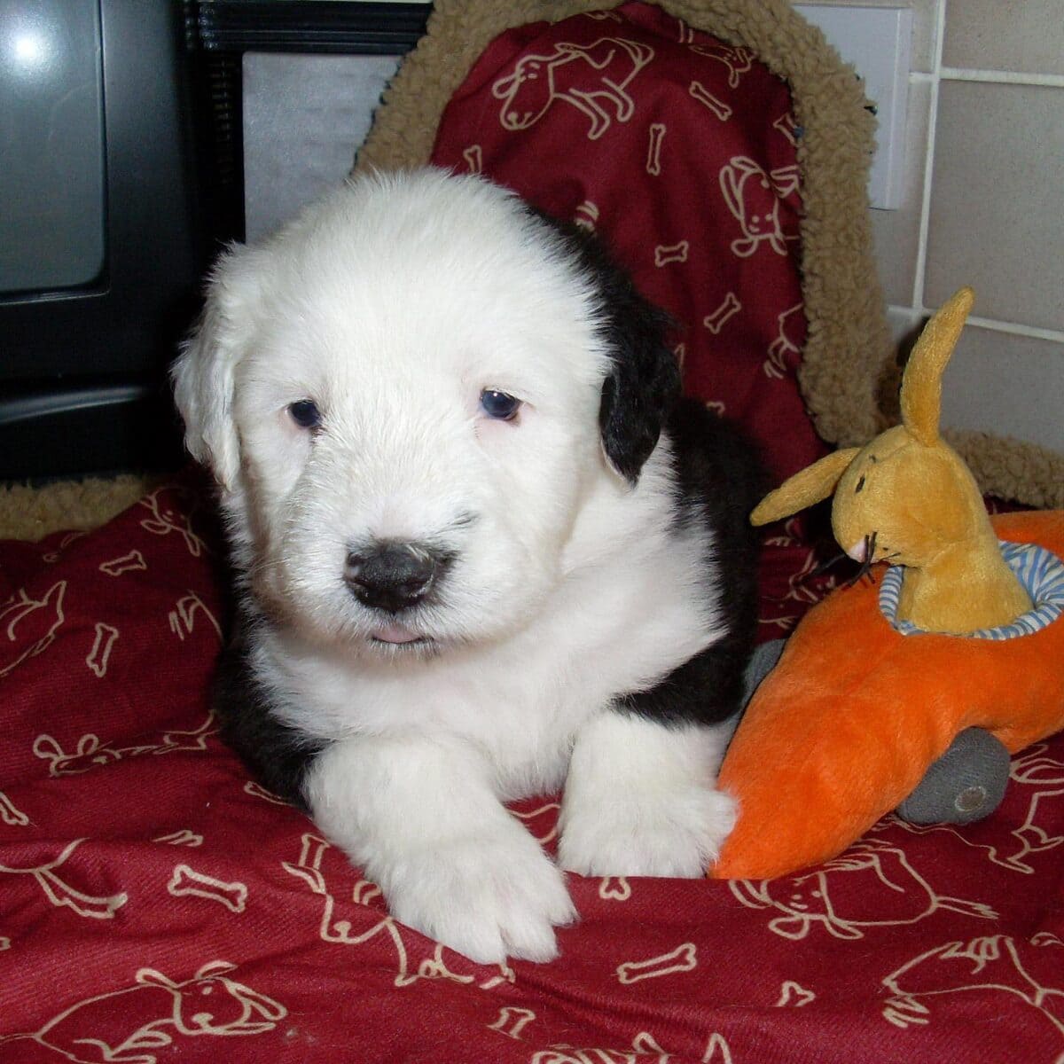 Old English Sheepdog - Dog of the Day Fun Fact