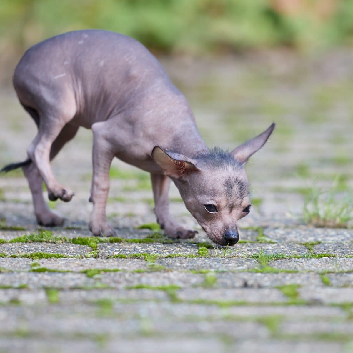 Xoloitzcuintli - Dog of the Day Fun Fact