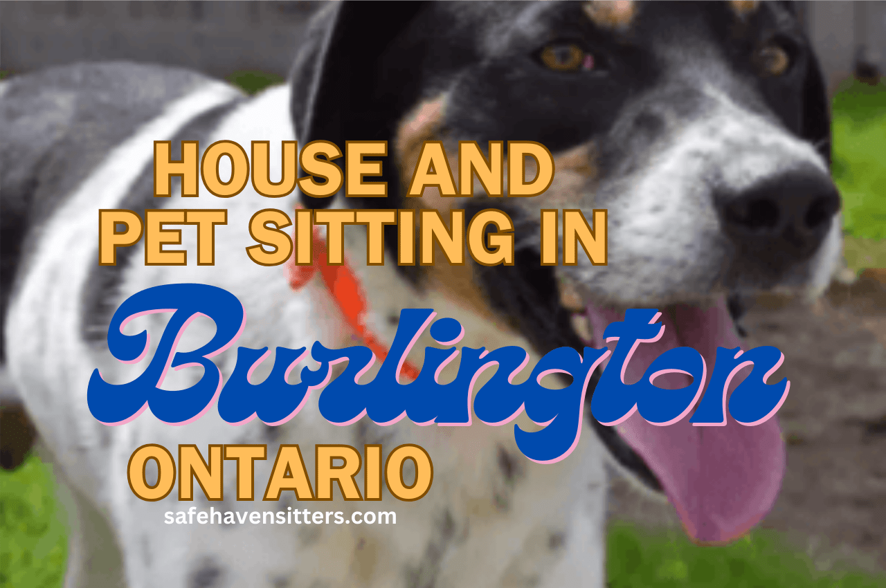 Why We Found House Sitting In Burlington Exciting