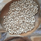 Pistachios, House Sitting in Burlington