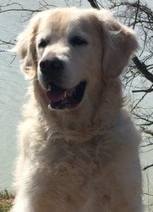 Stanley, A Golden Retriever, Tribute to a friend