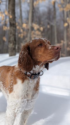 Brittany Spaniel - Dog of the Day Fun Fact