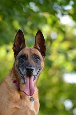 Belgian Malinois - Dog of the Day Fun Fact
