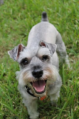Miniature Schnauzer - Dog of the Day Fun Fact