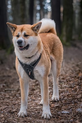 Akita - Dog of the Day Fun Fact