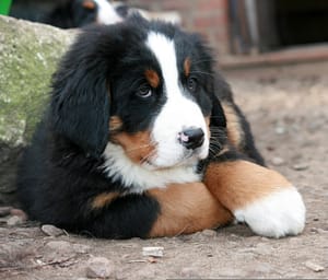 Bernese Mountain - Dog of the Day Fun Fact