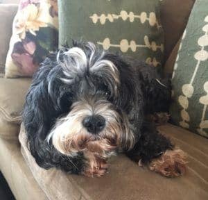 A shih-poo, Chapman, the Beaches, House Sitting