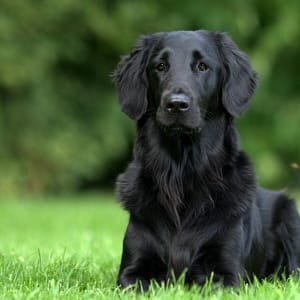 Flatcoated Retriever - Dog of the Day Fun Fact