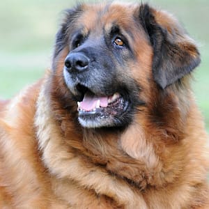 Leonberger - Dog of the Day Fun Fact