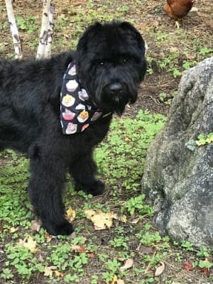 Bouvier dog, bandana, outside, rock