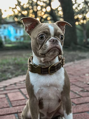 Boston Terrier - Dog of the Day Fun Fact