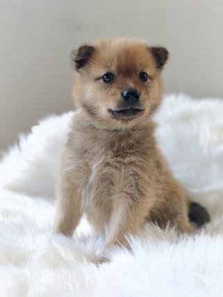 Finnish Spitz - Dog of the Day Fun Fact