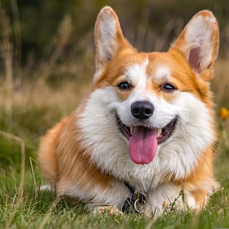 Corgi - Dog of the Day Fun Fact