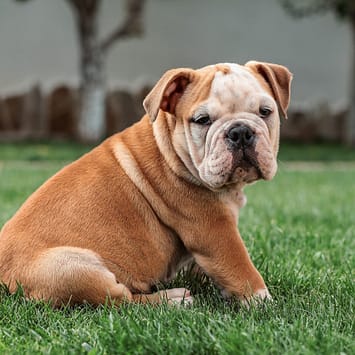 English Bulldog - Dog of the Day fun Fact