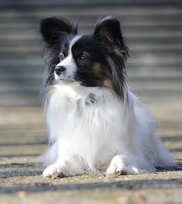PAPILLON - Dog of the Day Fun Fact