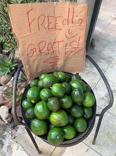 Sign, bucket, avocadoes,health benefits of house sitting