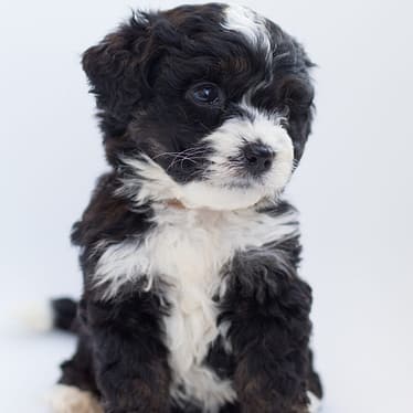 Bernedoodle - Dog of the Day Fun Fact