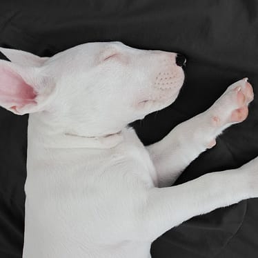 Bull Terrier - Dog of the Day Fun Fact