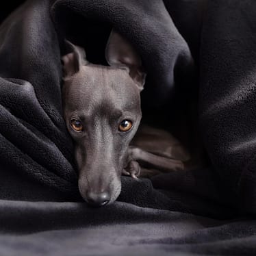 Italian Greyhound - Dog of the Day Fun Fact