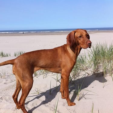 Vizsla - Dog of the Day Fun Fact
