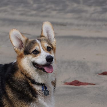 Australian Cattle Dog - Dog of the Day Fun Fact