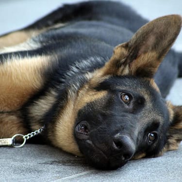 Belgian Sheepdog - Dog of the Day Fun Fact