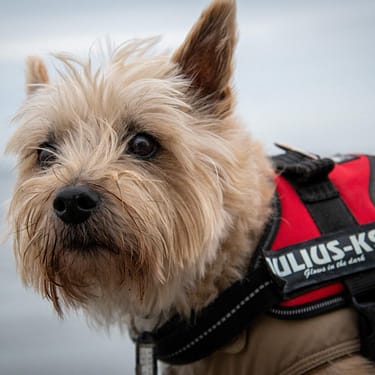 Cairn Terrier - Dog of the Day Fun Fact