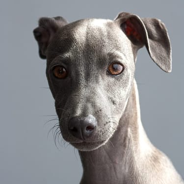 Greyhound - Dog of the Day Fun Fact