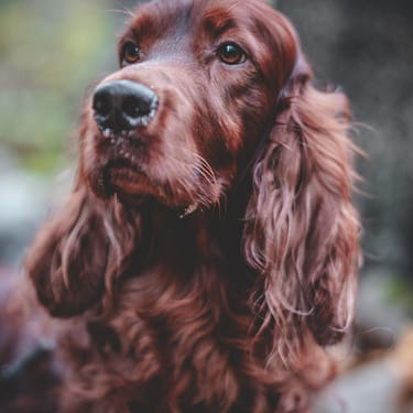 Irish Setter - Dog of the Day Fun Fact