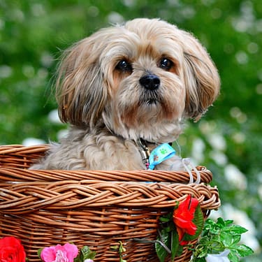 Lhasa Apsos - Dog of the Day Fun Fact