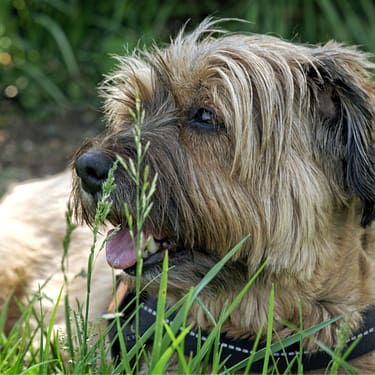 Tibetan Terrier - Dog of the Day Fun Fact