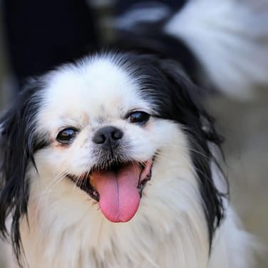 Japanese Chin - Dog of the Day Fun Fact