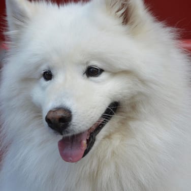 Samoyed - Dog of the Day Fun Fact