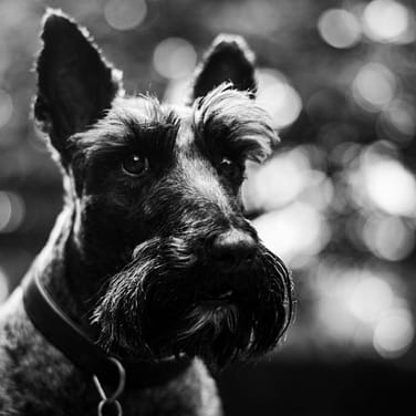 Scottish Terrier - Dog of the Day Fun Fact