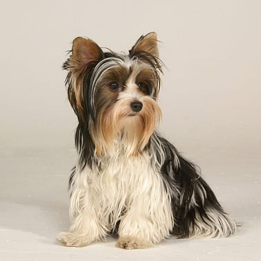 Photo: By Detlef Breiting Biewer Terriers - Dog of the Day Fun Fact