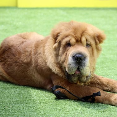 Shar Pei - Dog of the Day Fun Fact
