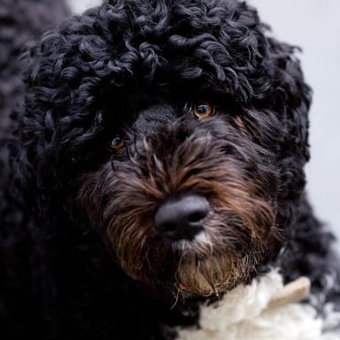 Portuguese Water - Dog of the Day Fun Fact