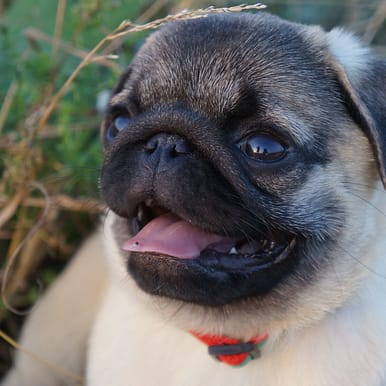 Pug - Dog of the Day Fun Fact